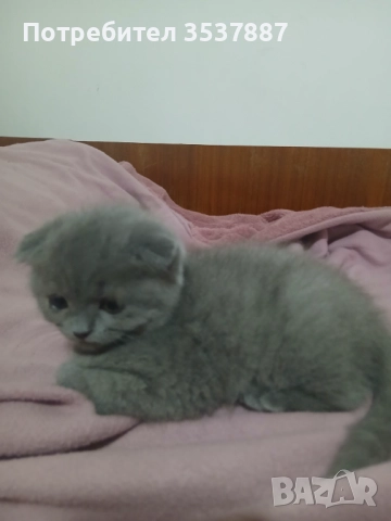 Британки, снимка 4 - Британска късокосместа - 52580269