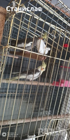 продавам корели , снимка 1