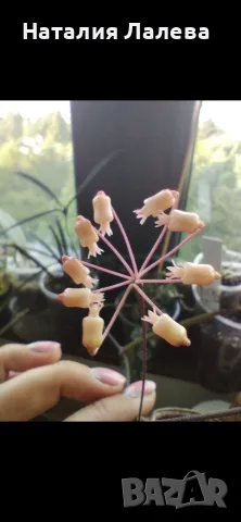 Хоя, hoya insularis