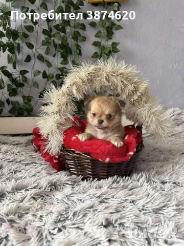 чихуахуа момченца, снимка 6 - Чихуахуа - 52675923