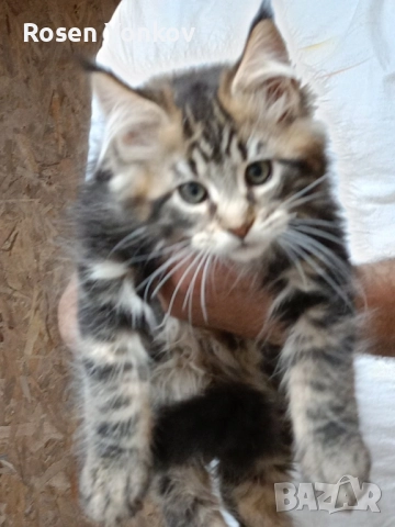 Мейн Кунчета със родословие и документи от частен развъдник., снимка 4 - Мейн кун - 52308491