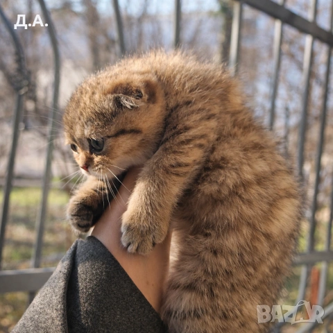 Scottish Fold , снимка 3 - Други - 53784546