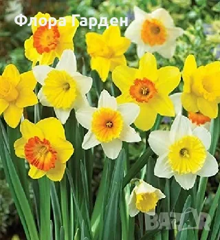 Луковици НАРЦИС, снимка 14 - Градински цветя и растения - 56336423