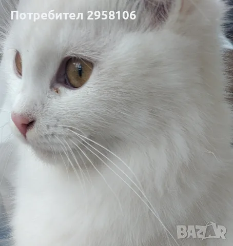 бели котенца, мъжко, женско, снимка 5 - Британска късокосместа - 55908240