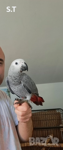 Папагал кралско жако, снимка 7 - Папагали - 52735318