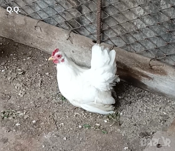 Чифт Шабо, снимка 2 - други­ - 52881784