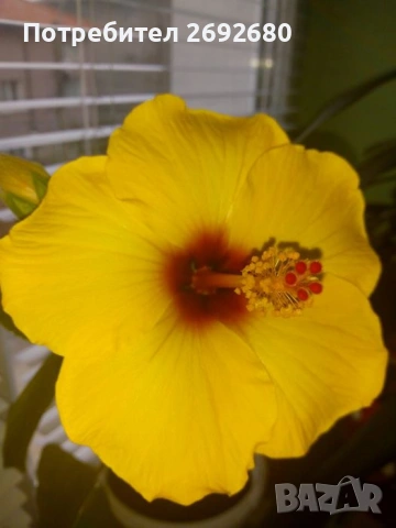 Коледничета,кливия,исусов венец, кротон, сенсевиера,хибискус , снимка 12 - Стайни растения - 42021101