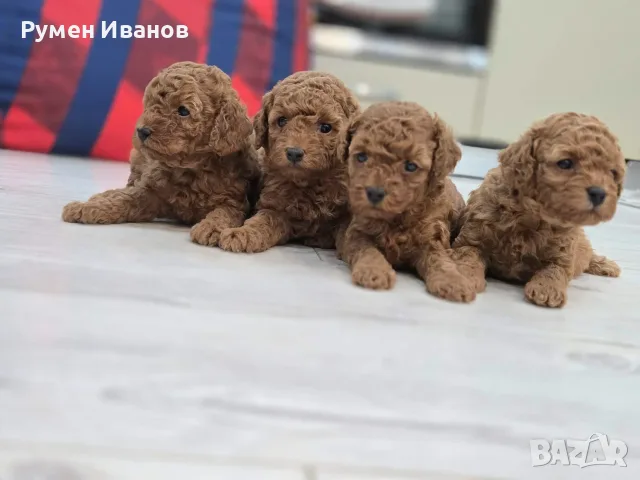 Малки пухкави сладури, снимка 3 - Пудели - 56133935