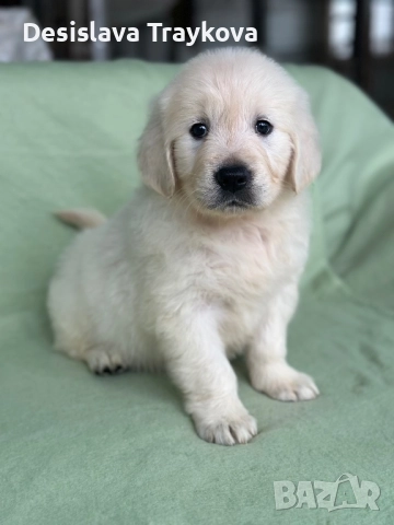 Прекрасни бебета Голдън ретривър 