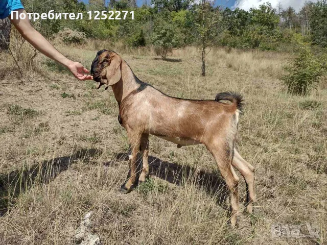 Три чистокръвни англо-нубийски мъжки ярета, снимка 5 - Кози - 55970066