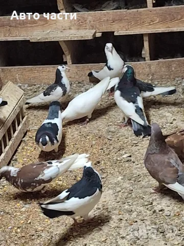 пазарджишки високолетачи със добри постижения , снимка 2 - Гълъби - 49029535