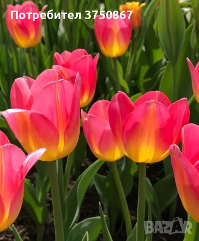 🌷 Лале в саксия (Tulipa), снимка 12 - Градински цветя и растения - 53449560