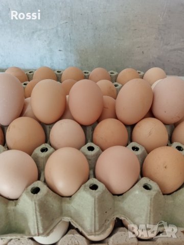 ПИЛЕТА-3,50лв и разплодни яйца -1лв./бр.за люпене, снимка 11 - Кокошки и пуйки - 44184844