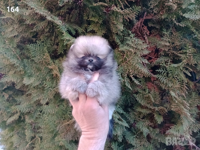 Мини Померан. Реални снимки от 16.03.26 г. Миниатюрно момче . , снимка 4 - Померан - 53866085