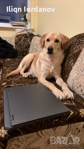 Лабрадор, снимка 6 - Лабрадор ретривър - 53439857