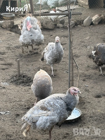 Пуйки и петли , снимка 2 - Кокошки и пуйки - 53321797