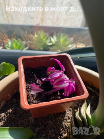Традесканция, снимка 4 - Стайни растения - 53808228