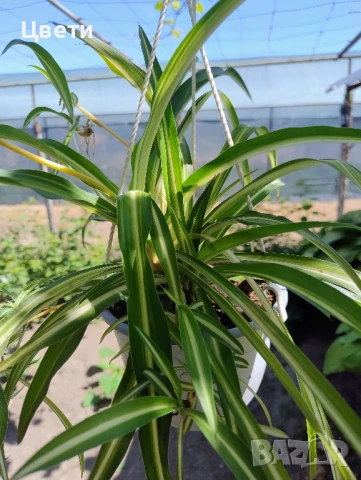 Продавам хлорофитум , снимка 2 - Стайни растения - 50753775