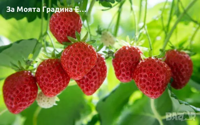 Горска ягода 🍓
