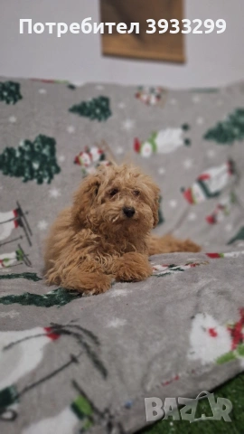 Пудел той пуделчета , снимка 3 - Пудели - 51947182