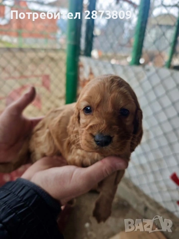 Кученца кокер шпаньол ( женски ), снимка 5 - Кокер шпаньол - 53050856