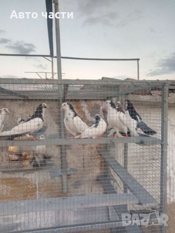 Пазарджишки високолетачи.гъляби.0895486622, снимка 13 - Гълъби - 35840514