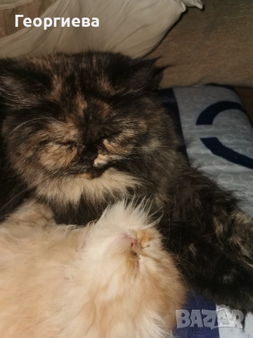 Персийска котка , снимка 2 - Персийска - 51537922