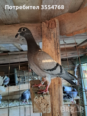 Продавам спортни гълъби , снимка 11 - Гълъби - 51801797