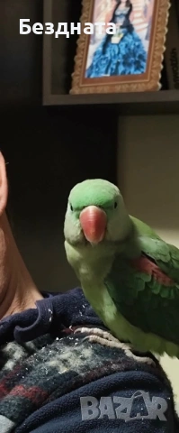 Голям Александър , снимка 3 - Папагали - 53744325