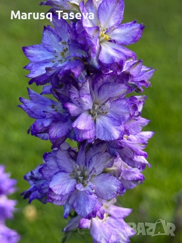 Делфиниум -10 вида , снимка 12 - Градински цветя и растения - 53818064