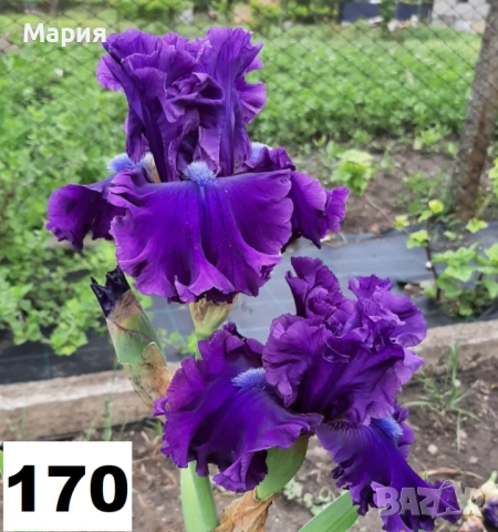 Сортови вискоки ириси /брадати ириси, снимка 7 - Сортови семена и луковици - 46410478