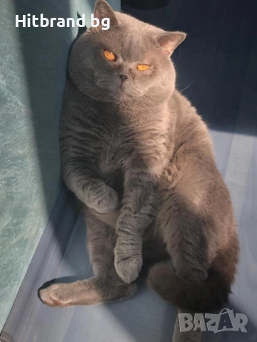 Британска късокосмести