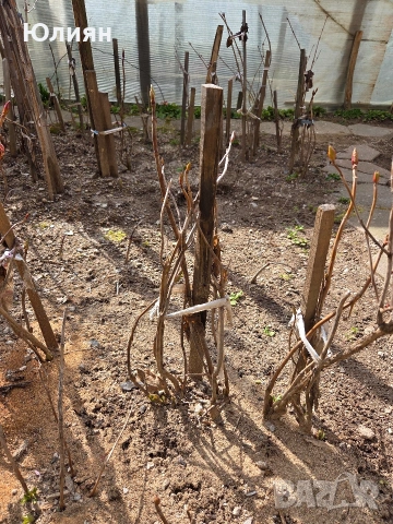 Хортензия , розова , снимка 2 - Разсади - 53745083