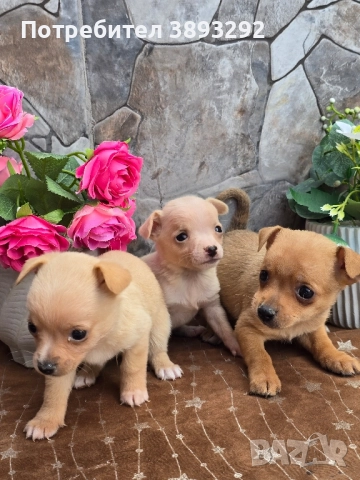 мини чиху пинчери, снимка 4 - Пинчер - 52585270