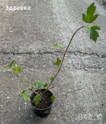 Червена Калина , снимка 2 - Градински цветя и растения - 51840615