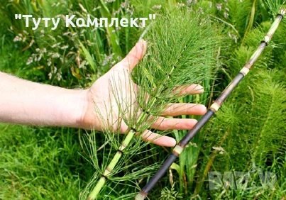 Продавам сушени билки - жълт кантарион,драка и хвощ на килограм , снимка 2 - Домашни продукти - 51324955