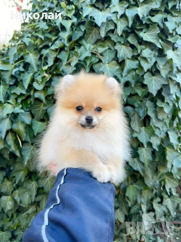 Померан мини момче със втора ваксина, снимка 6 - Померан - 53824469