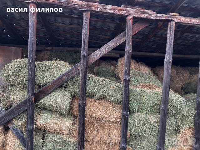 Люцерна , снимка 4 - За селскостопански - 52979185