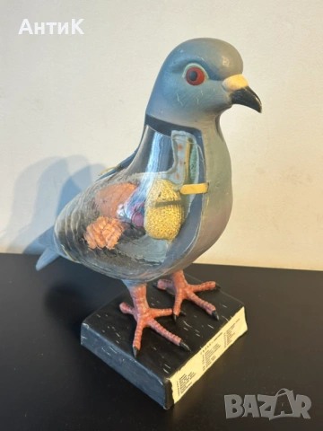Соц Учебен Анатомичен Модел на Гълъб, снимка 3 - Антикварни и старинни предмети - 53667367