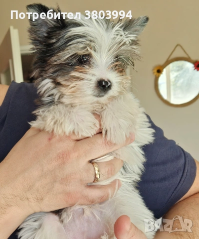 Йоркширски териер Мерле Blue berry с родословие! , снимка 3 - Йоркширски териер - 53107427