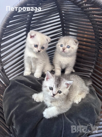 Британски / шотладски котенца , снимка 2 - Британска късокосместа - 53573132