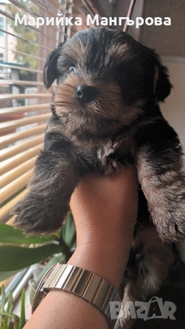 Мини Йоркита много игриви , снимка 3 - Йоркширски териер - 52299919