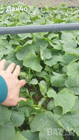 Продавам разсад-домати,краставици,пипер и др., снимка 1