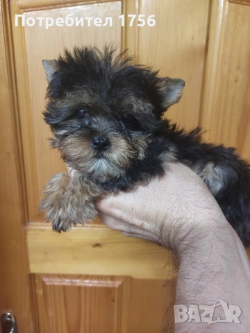 Йоркширски териер, момче с родасловие., снимка 2 - Йоркширски териер - 52570480