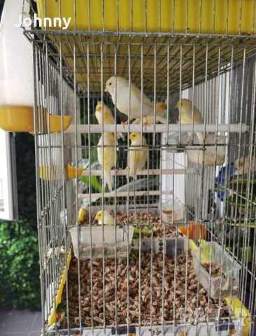 млади канари, снимка 3 - Канари - 53210379