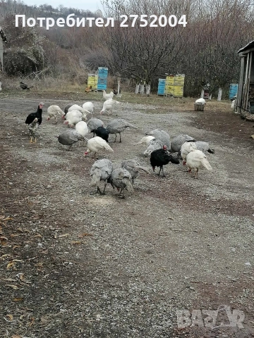 пуйки и пуяци , снимка 12 - Кокошки и пуйки - 52834291