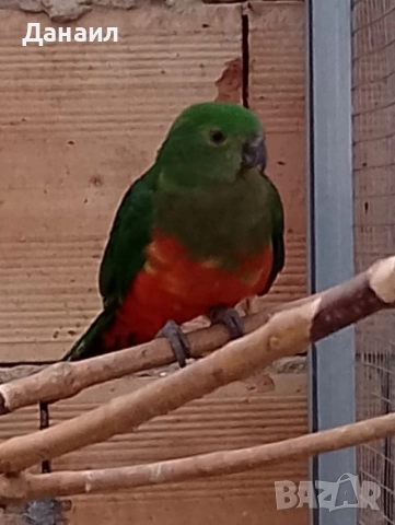 кралски папагал-женска, снимка 3 - Папагали - 52686471
