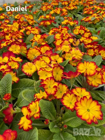 Иглика, снимка 10 - Градински цветя и растения - 53354409