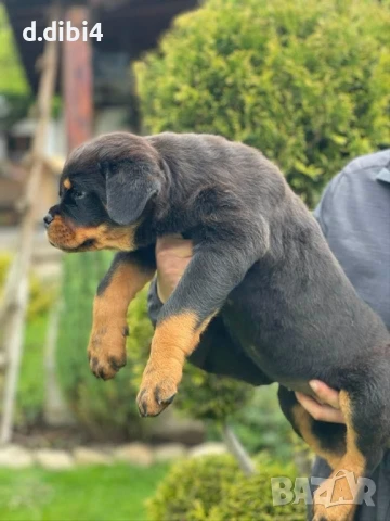 Ротвайлери , снимка 4 - Ротвайлер - 51151737