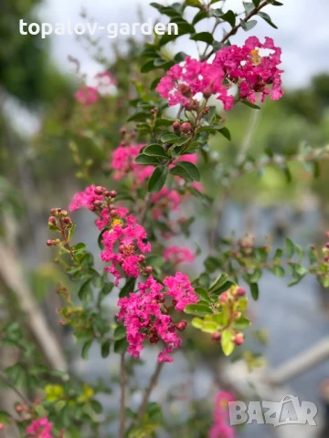 лагерстремия Индиски люляк, снимка 3 - Градински цветя и растения - 51415619
